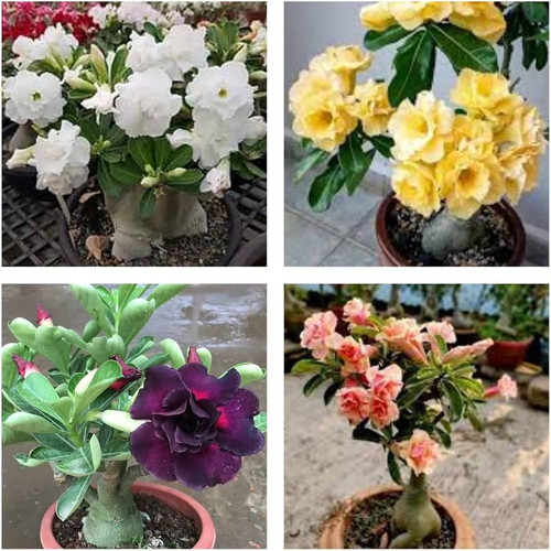 71 x1fdv01L. AC UF1000,1000 QL80.jpg