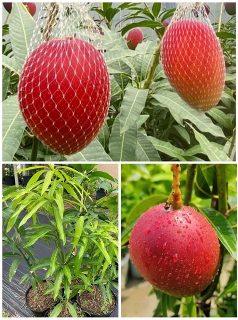 no annual no ggjyi6864033 medium.jpg