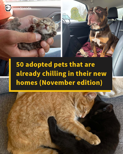 adopted pets.png