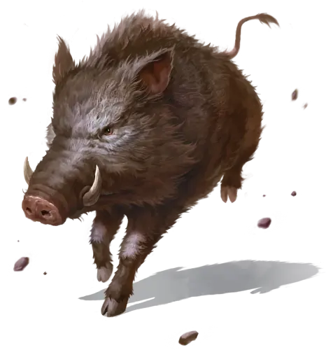 Boar.webp