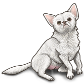 IMG 0090.png