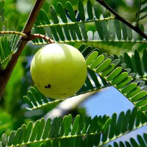 Amla Plant.jpg