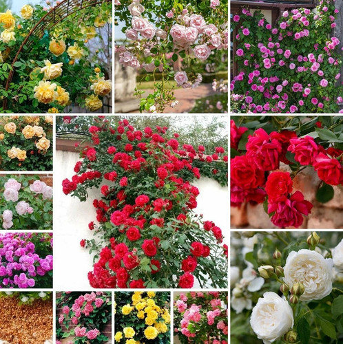 81uyMFRfN3L. AC SL1190.jpg