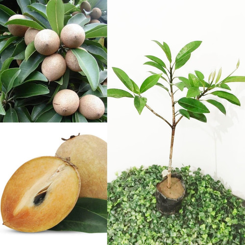 thai chiku plant kalapati sapota.jpg