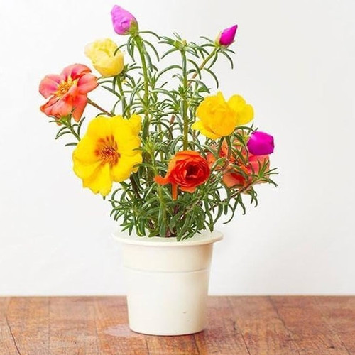 51NsorGe2iL. AC UF1000,1000 QL80.jpg