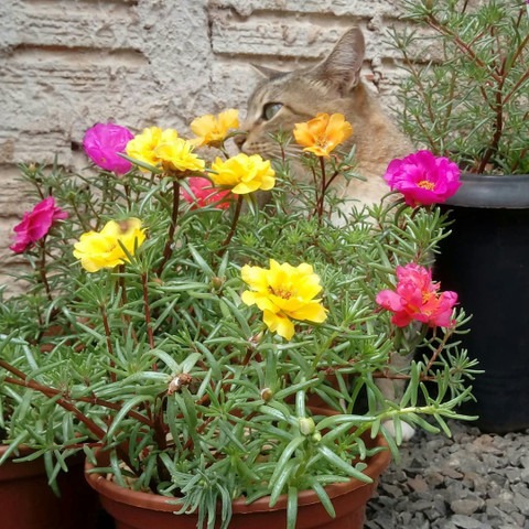 no perennial yes portuluca mixed.jpg