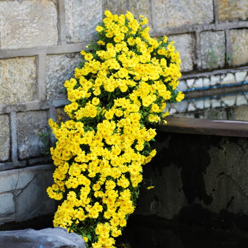 71xJ3pwwSyL. AC SL1001 .jpg