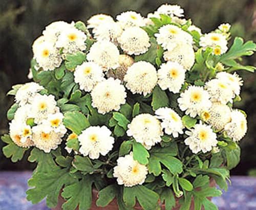 51IGGyEaf4L. AC .jpg