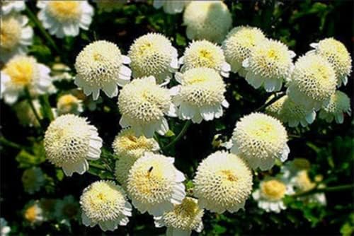 51sCDPbvPjS. AC .jpg