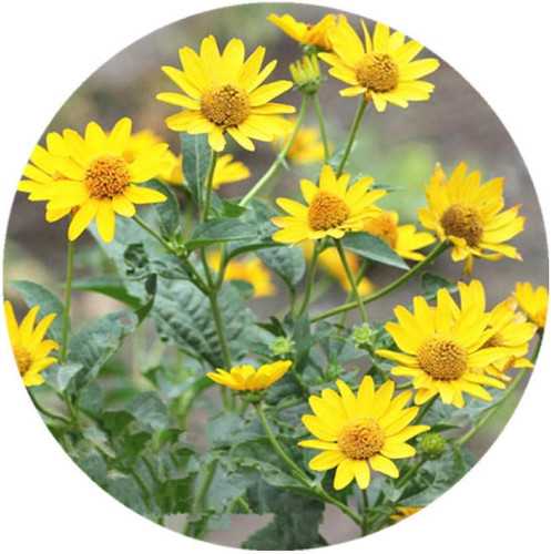 615Zd6GqReL. AC SL1000 .jpg