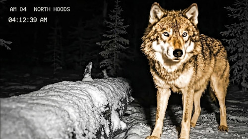 A camera was left in the forest by a creek for over a year...this is what it captured.jpg