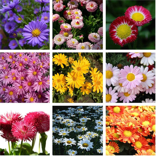 71HoMpn+h8L. AC SL1000 .jpg