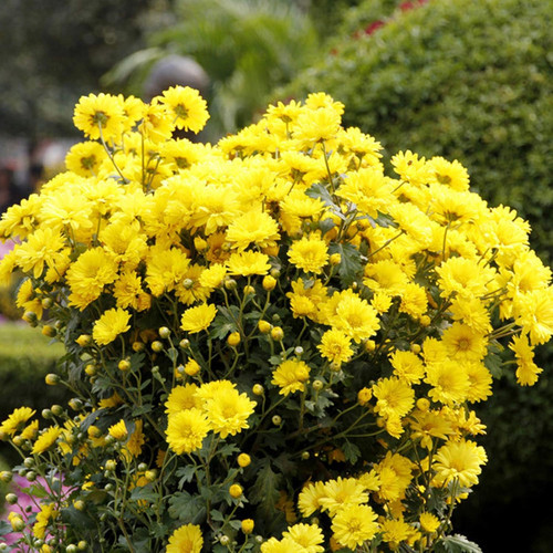 81fI23p LUL. AC SL1500 .jpg