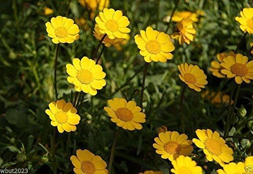 51umBwgV0LL. AC .jpg