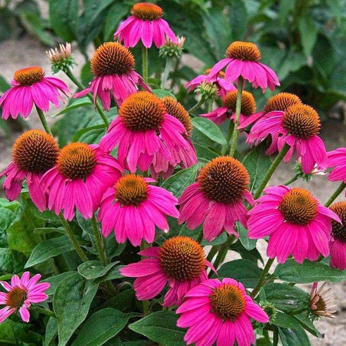 71UPsREIypL. AC SL1000 .jpg