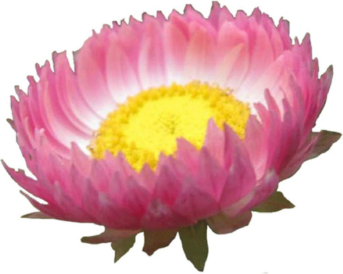 61ickdFrC+L. AC SL1500 .jpg