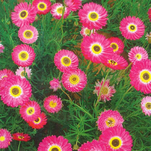 81O+kIrS9OL. AC SL1500 .jpg