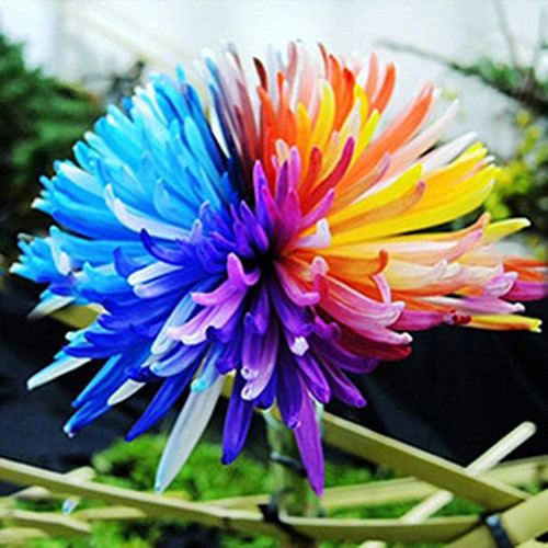 71UEDHZaI0L. AC SL1500 .jpg