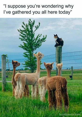 funny animals memes 45 64ba84d7e5d47 700.jpg