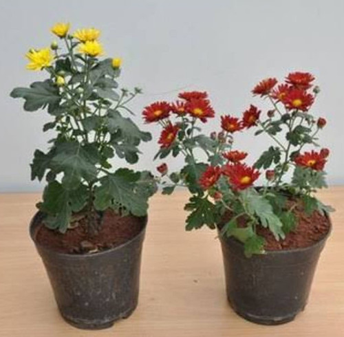 61ddK16OuiL. SL1243 .jpg