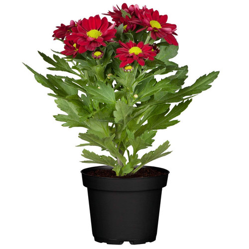 614aJtnpAML. SL1200 .jpg