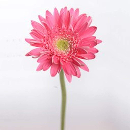 51UNoa8iq7L. AC SL1000 .jpg