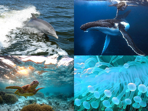 ' Glorified is  Allaah-God ,  The All-Mighty Creator '.jpg