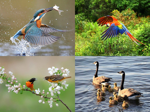 ' Glorified is  Allaah-God ,  The All-Mighty Creator '.jpg