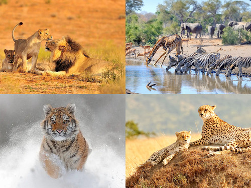 ' Glorified is  Allaah-God ,  The All-Mighty Creator '.jpg