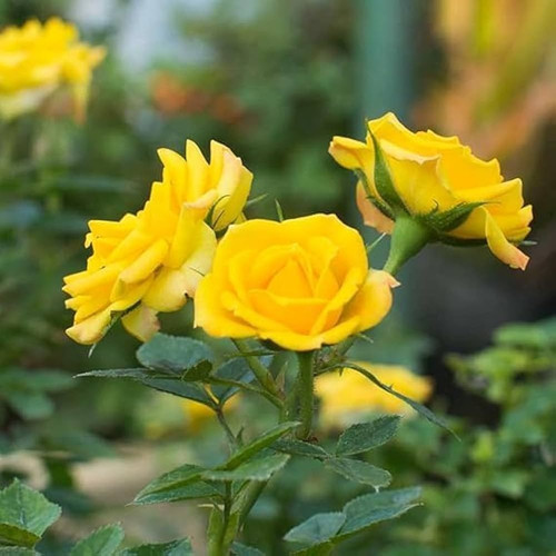 51DrOB8XOyL. AC UF1000,1000 QL80.jpg