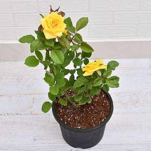 51rkyv npnL. AC UF1000,1000 QL80.jpg