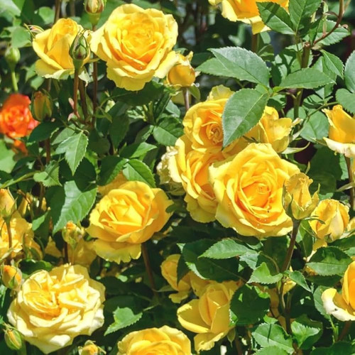 71472v IvqL. AC UF1000,1000 QL80.jpg