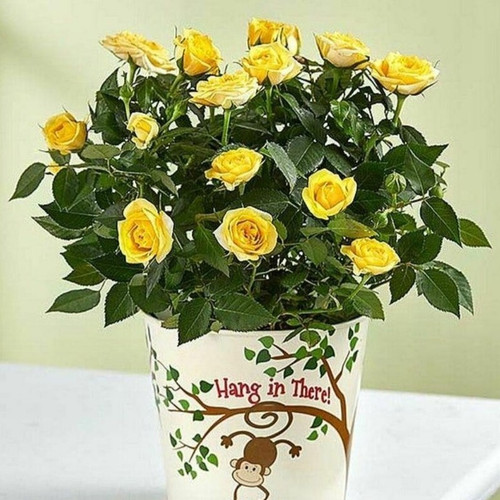 cloud farm tuscan sun yellow ros.jpg