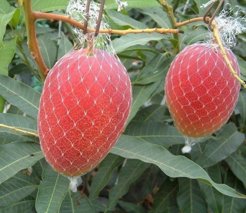 miyazaki mango plant (1).jpg