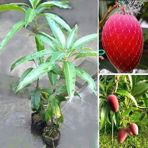 miyazaki mango plant 500x500.jpg