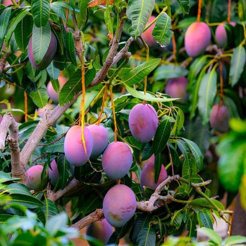 miyazaki mango plant.jpg