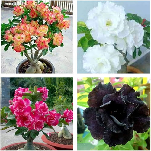 711AWDeg3PL. AC UF1000,1000 QL80.jpg