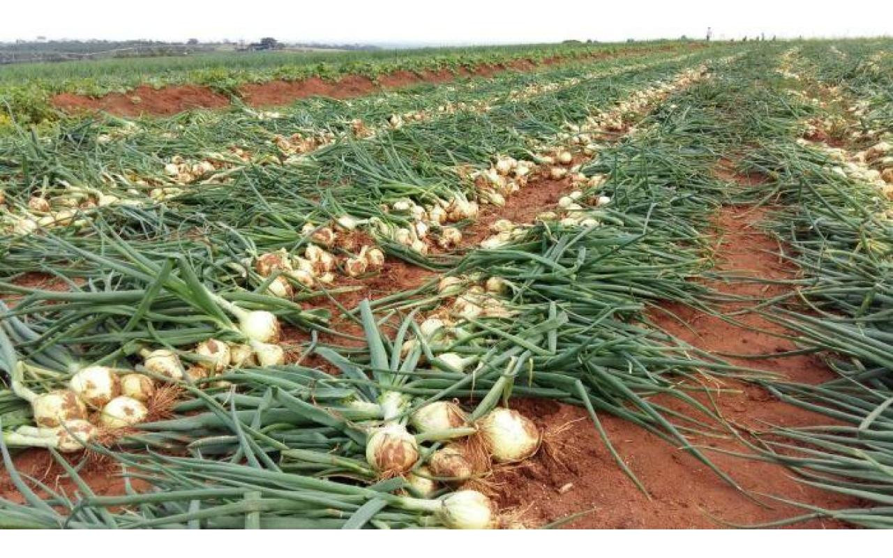 Cebolas frescas no campo agrícola