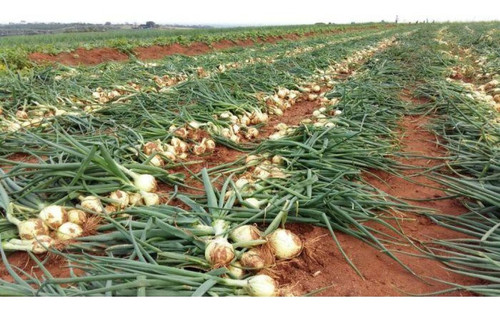 iniciada colheita da cebola no alto vale 28054.jpg