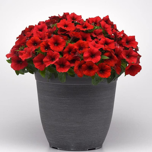 61V+4Z72KeL. AC .jpg