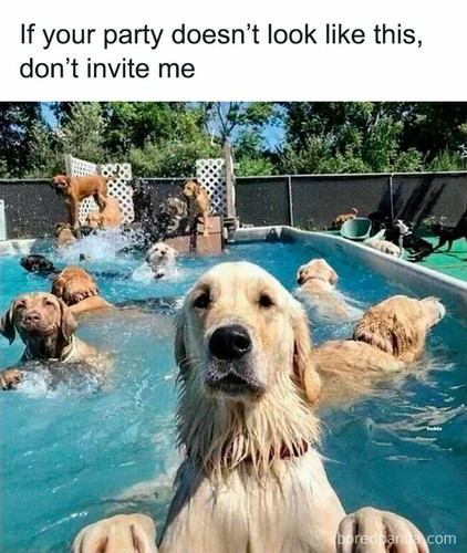 funny dog memes dogmemesofinsta 24 66df0a4b04115 700.jpg