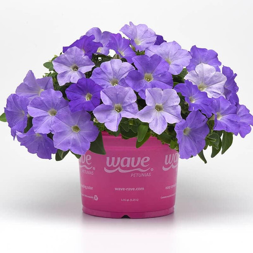 51LA CoDMzL. AC .jpg