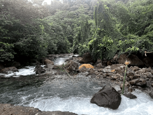 Discover the Best Dominica Waterfalls & Scenic Adventures.gif