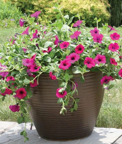 814XH8LJz8L. AC SL1500 .jpg