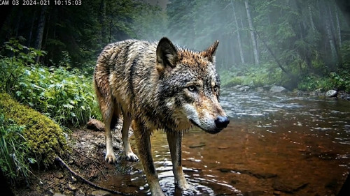 A camera was left in the forest by a creek for over a year...this is what it captured.jpg
