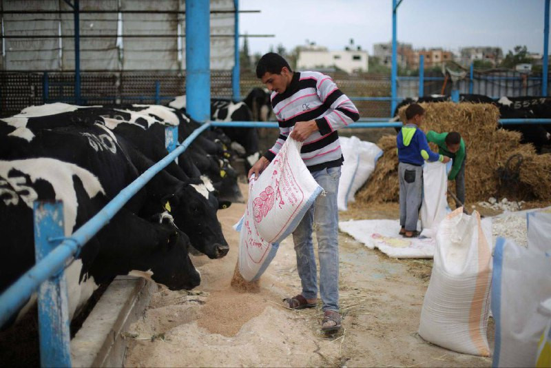 صورة | بعد انعدام الأعلاف بسبب الحرب، يضطر مربّو الماعز في قطاع غزة إلى إطعام مواشيهم من مكبات النفايات....