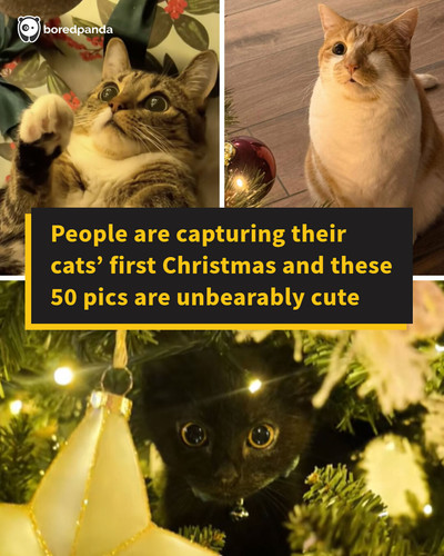 cute cats seeing christmas tree first time.jpg