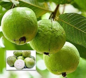 annual yes yes guava fruit plant.jpg