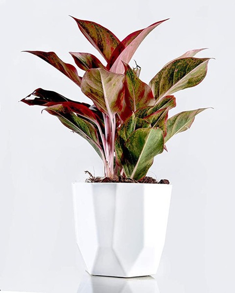 no annual yes plvha98 1 dream ma.jpg