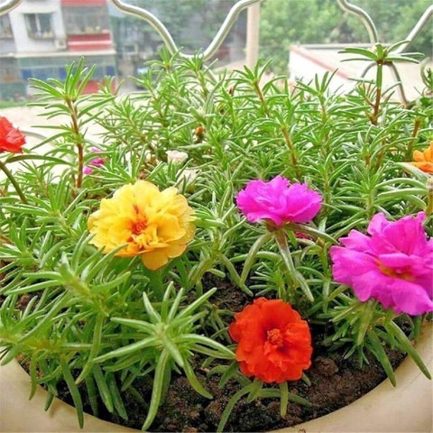 16 portulaca flower seeds ibains.jpg